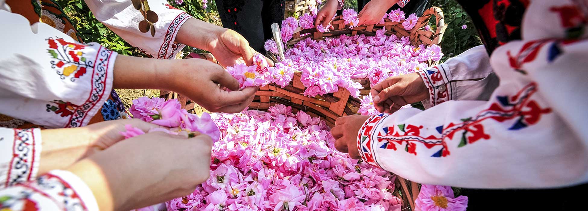 Circuito Festival de la Rosa en Bulgaria Grupo de personas llenando cestas con rosas frescas.