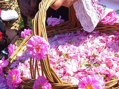 Recolección de rosas Bulgaria.