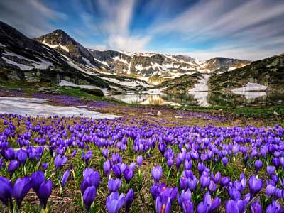 Campo de azafranes en un paisaje de alta montaña nevado.